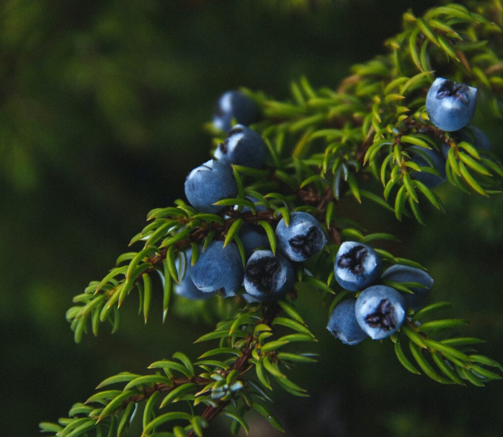 Common juniper - Photo by Valentina Bondarenko